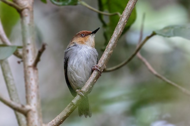 Adult ventral view (subspecies<em> metopias</em>). - African Tailorbird - 