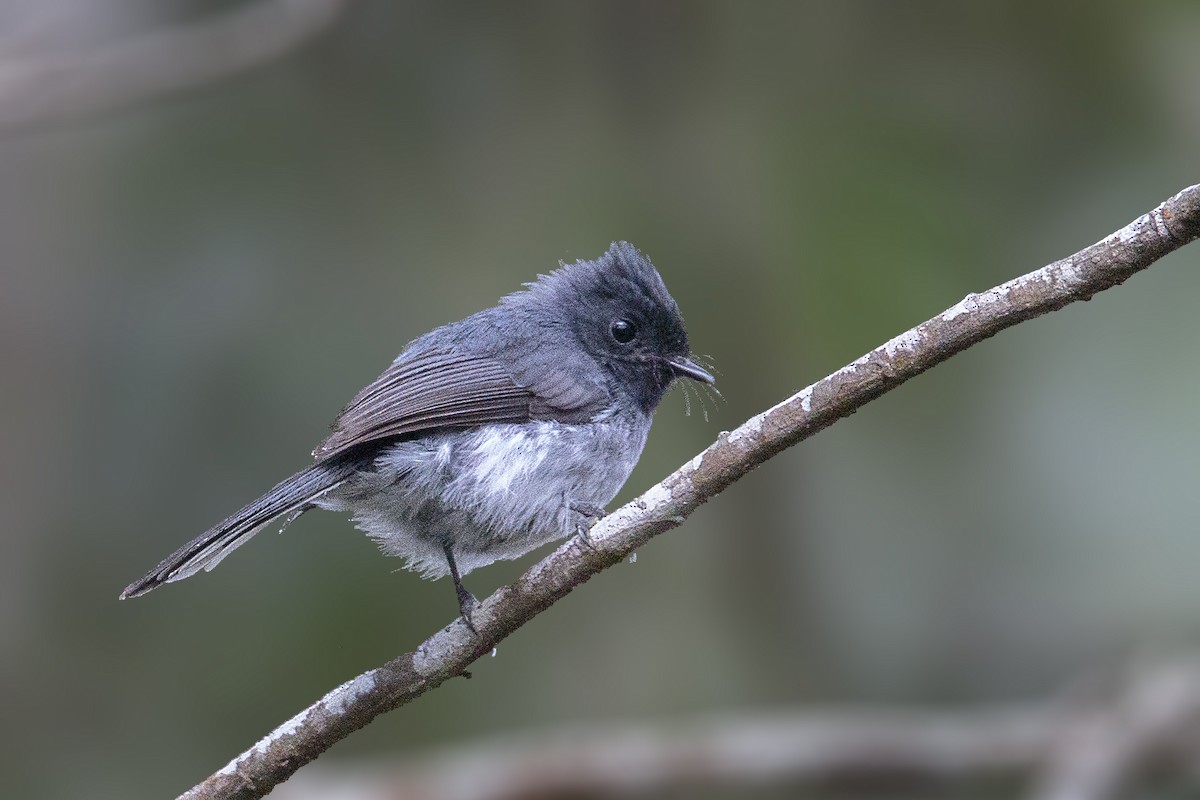 White-tailed Crested Flycatcher - ML289977341