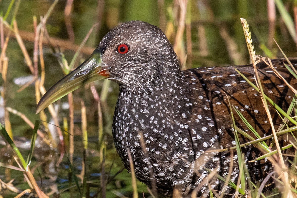 Spotted Rail - ML289977651