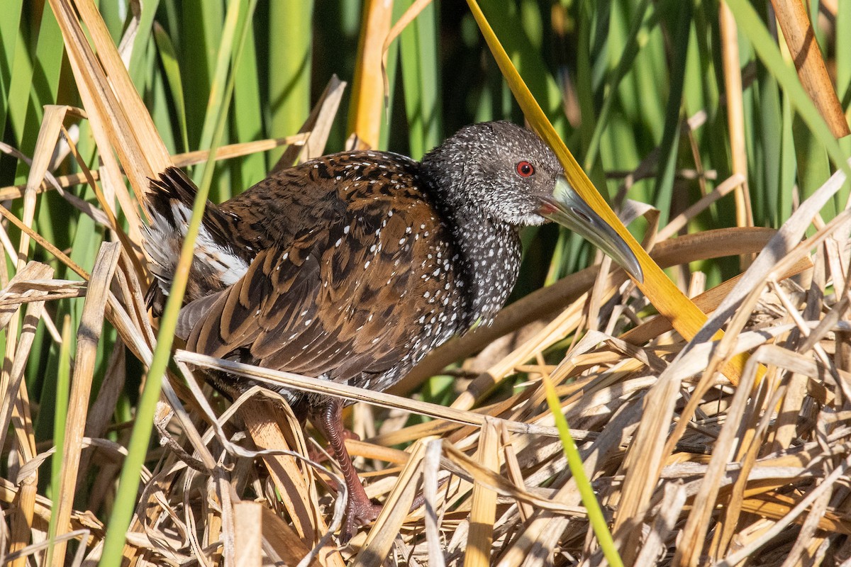 Spotted Rail - ML289977691
