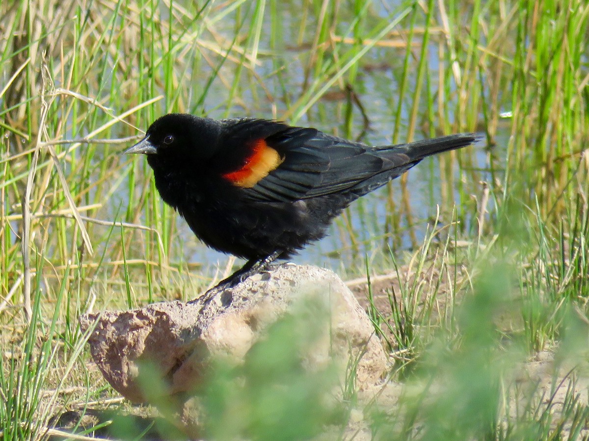 Red-winged Blackbird - Dawn Zappone
