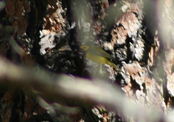 Hooded Warbler - ML28998741
