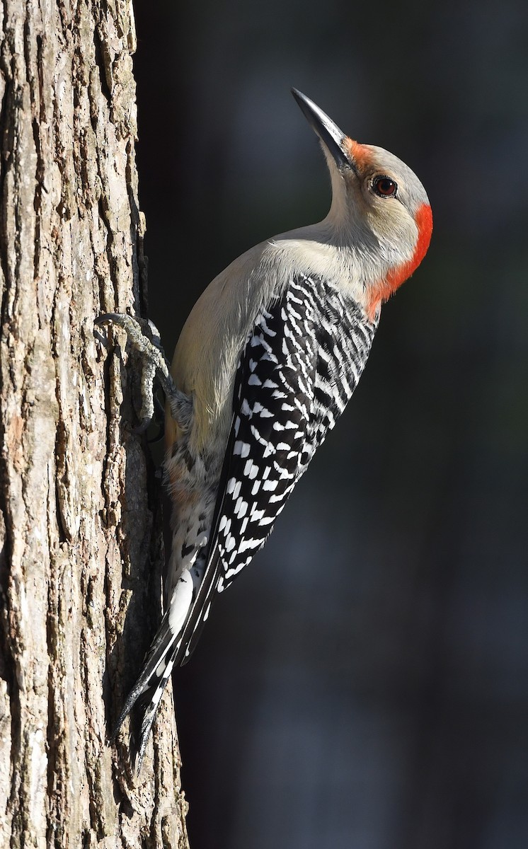 Red-bellied Woodpecker - Gerco Hoogeweg