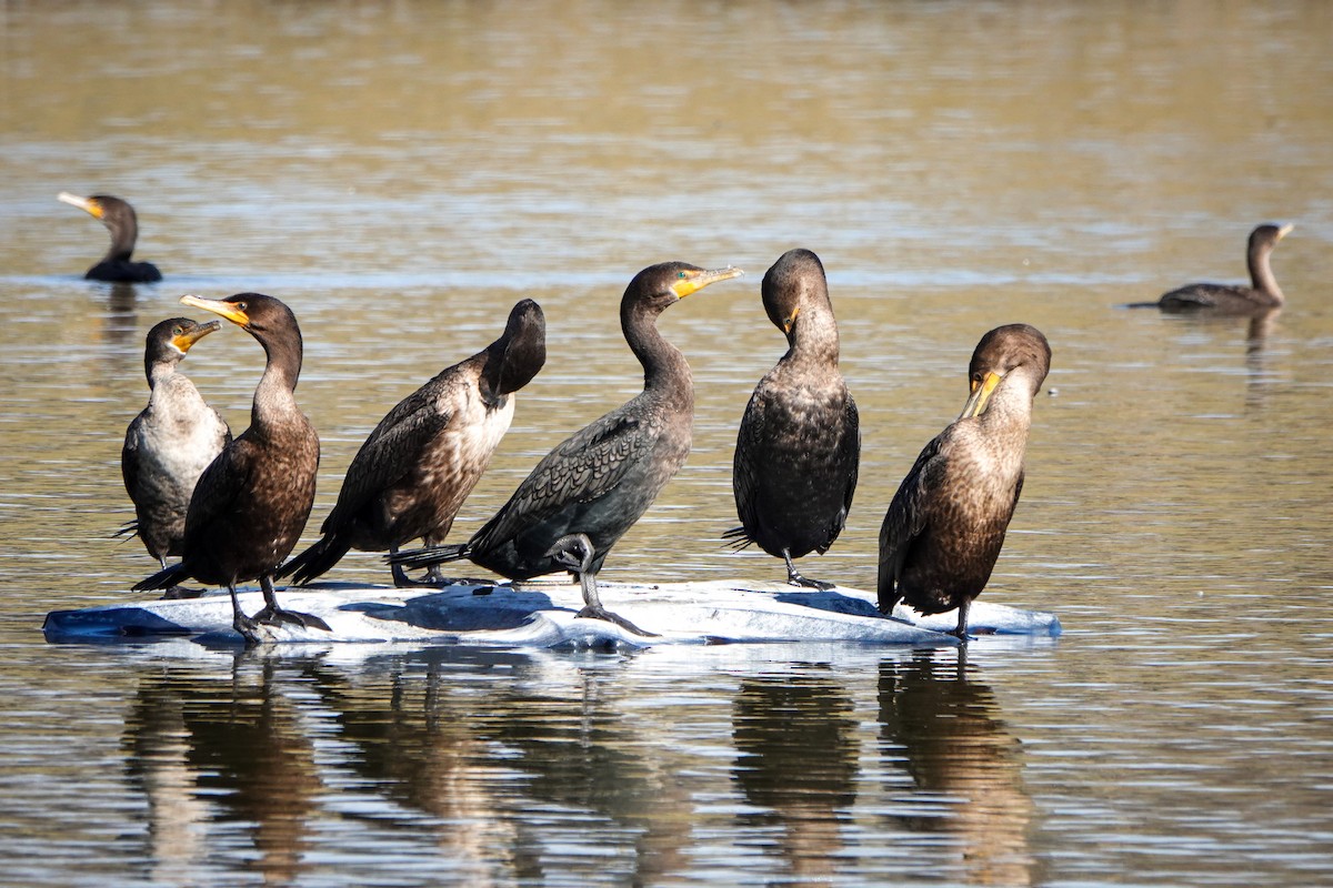 Double-crested Cormorant - Gretchen Locy