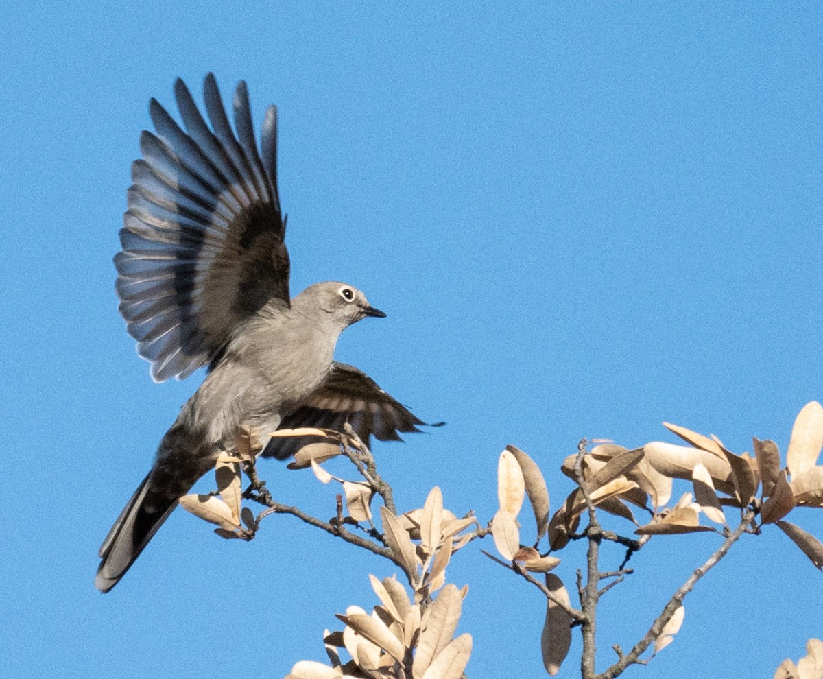 Townsend's Solitaire - ML289988311