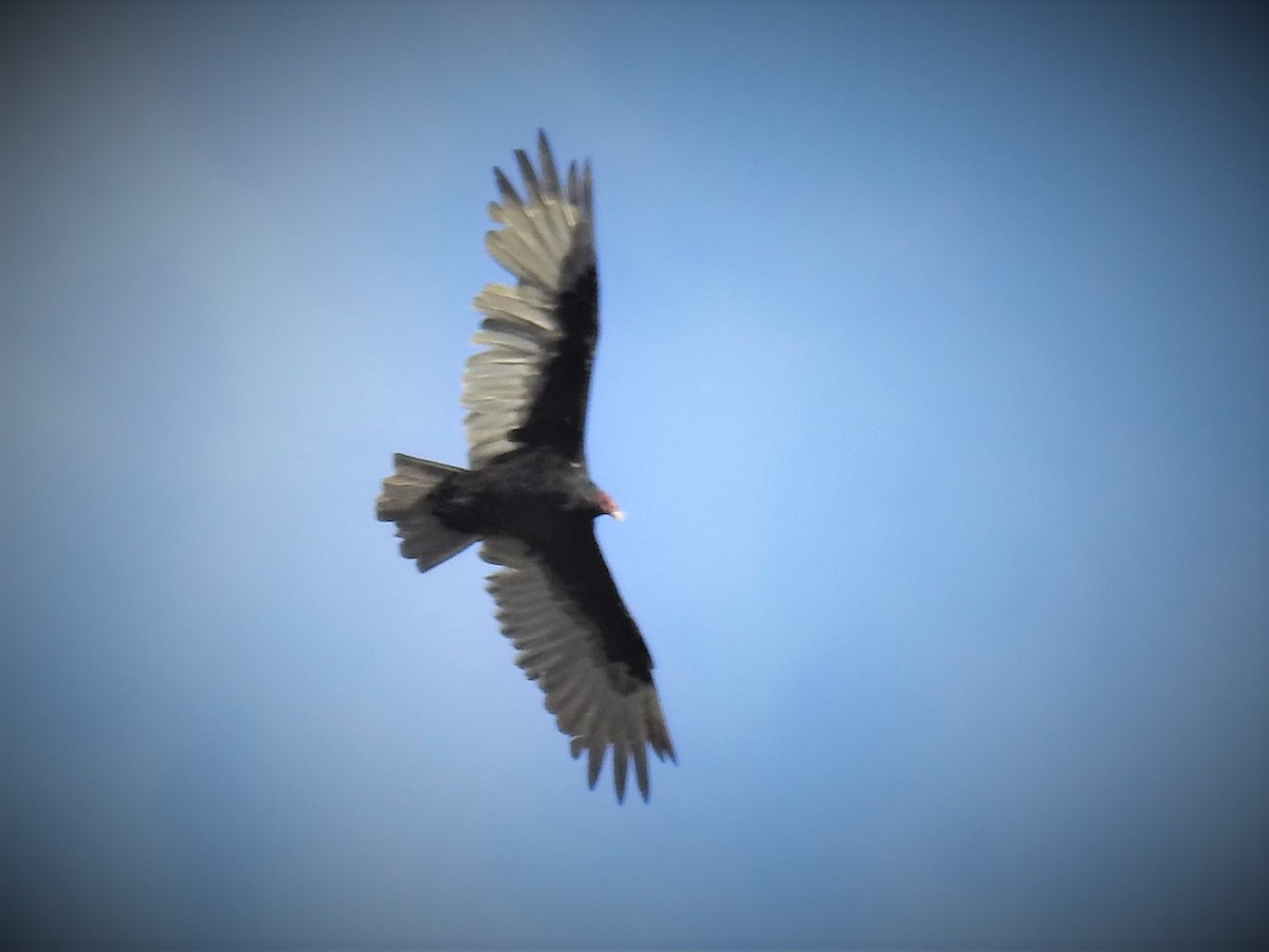 Turkey Vulture - Elke Davis
