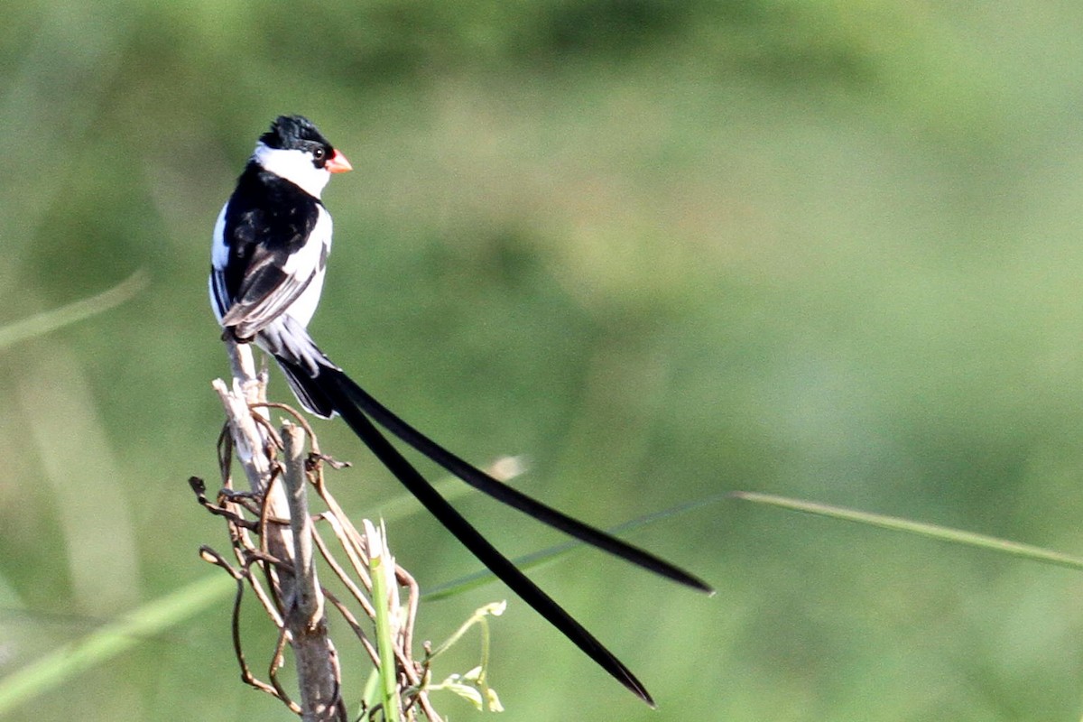 Pin-tailed Whydah - ML290002841