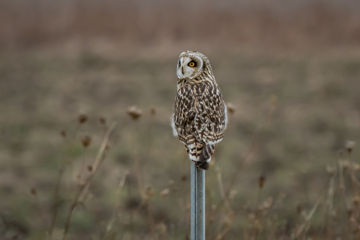 Short-eared Owl - ML290004051