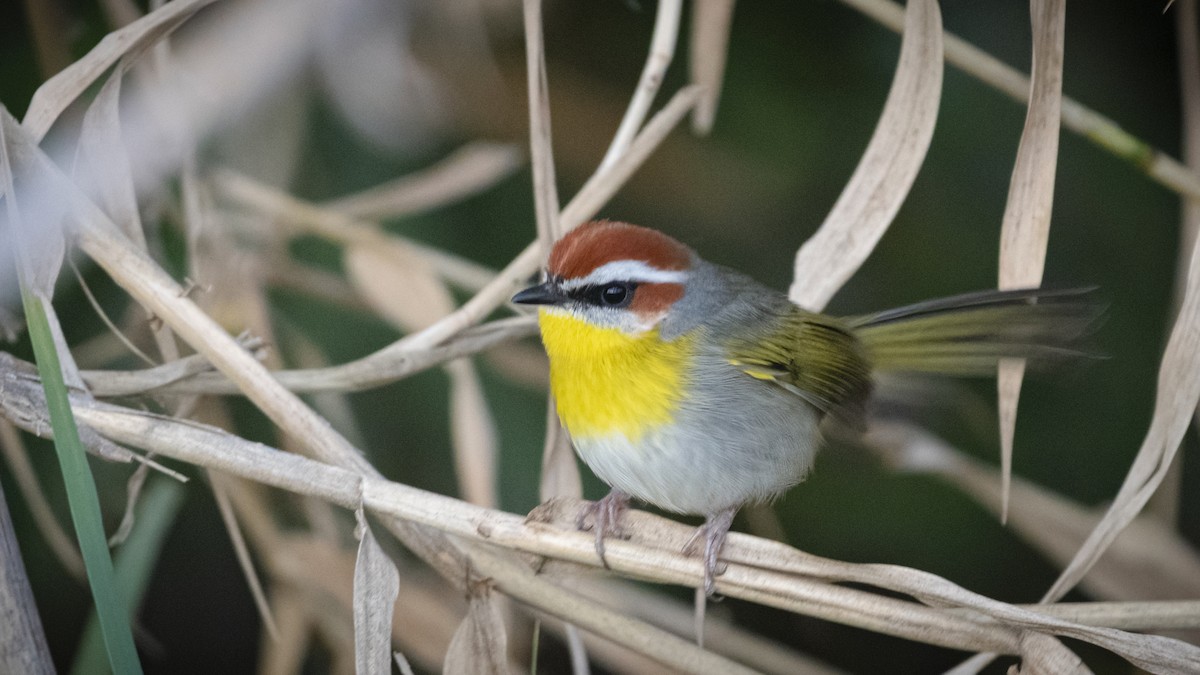 Rufous-capped Warbler - ML290004551