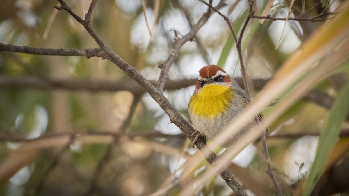 Rufous-capped Warbler - ML290004561