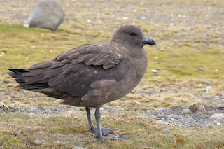 Brown Skua (Subantarctic), ML29000881
