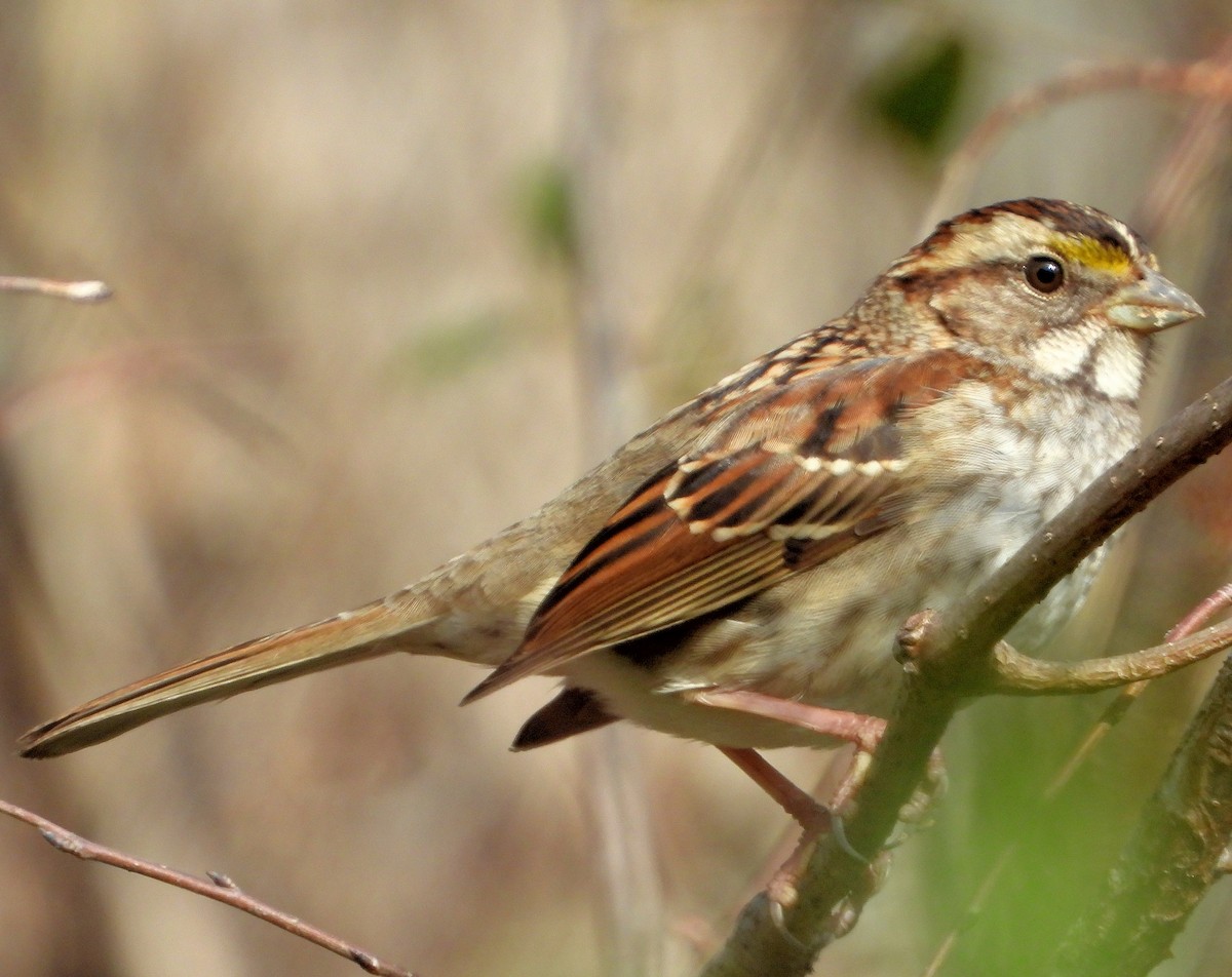 White-throated Sparrow - Jay Huner