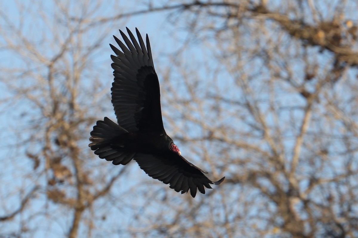 Turkey Vulture - ML290019241