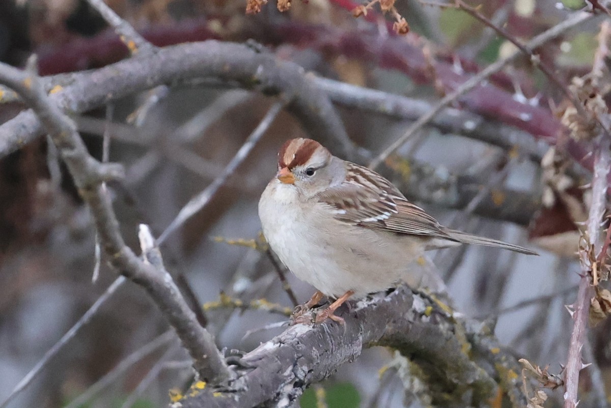 White-crowned Sparrow - ML290022791