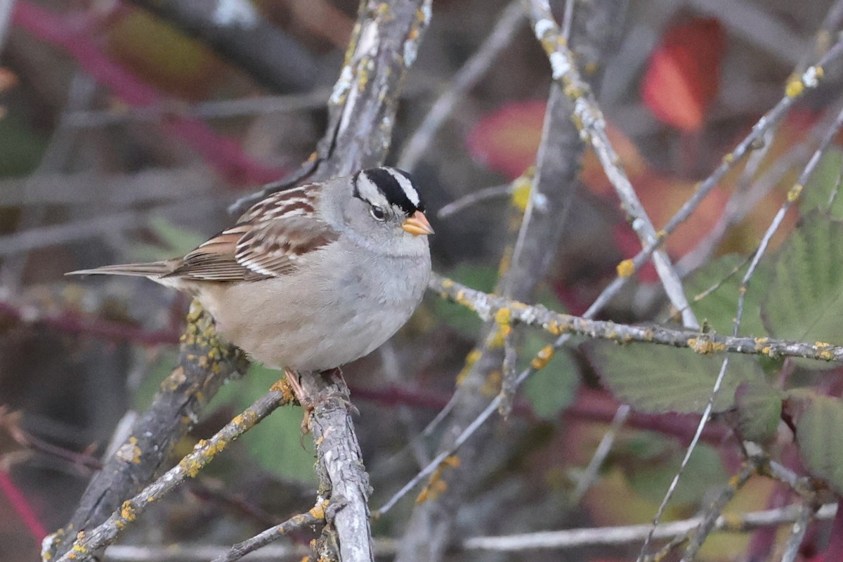 White-crowned Sparrow - ML290023101
