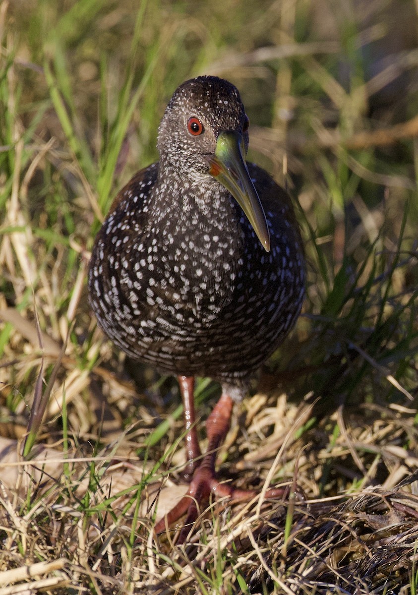 Spotted Rail - ML290027451