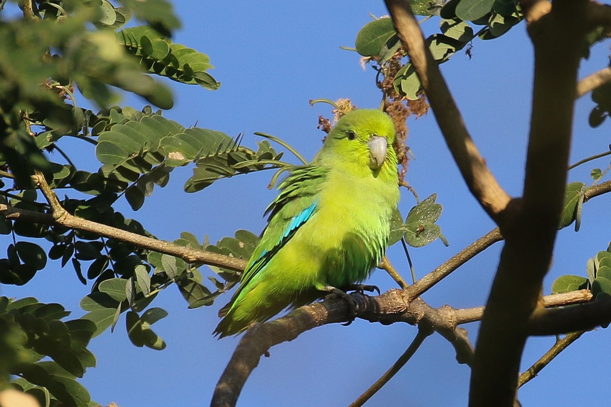 Mexican Parrotlet - ML290029671