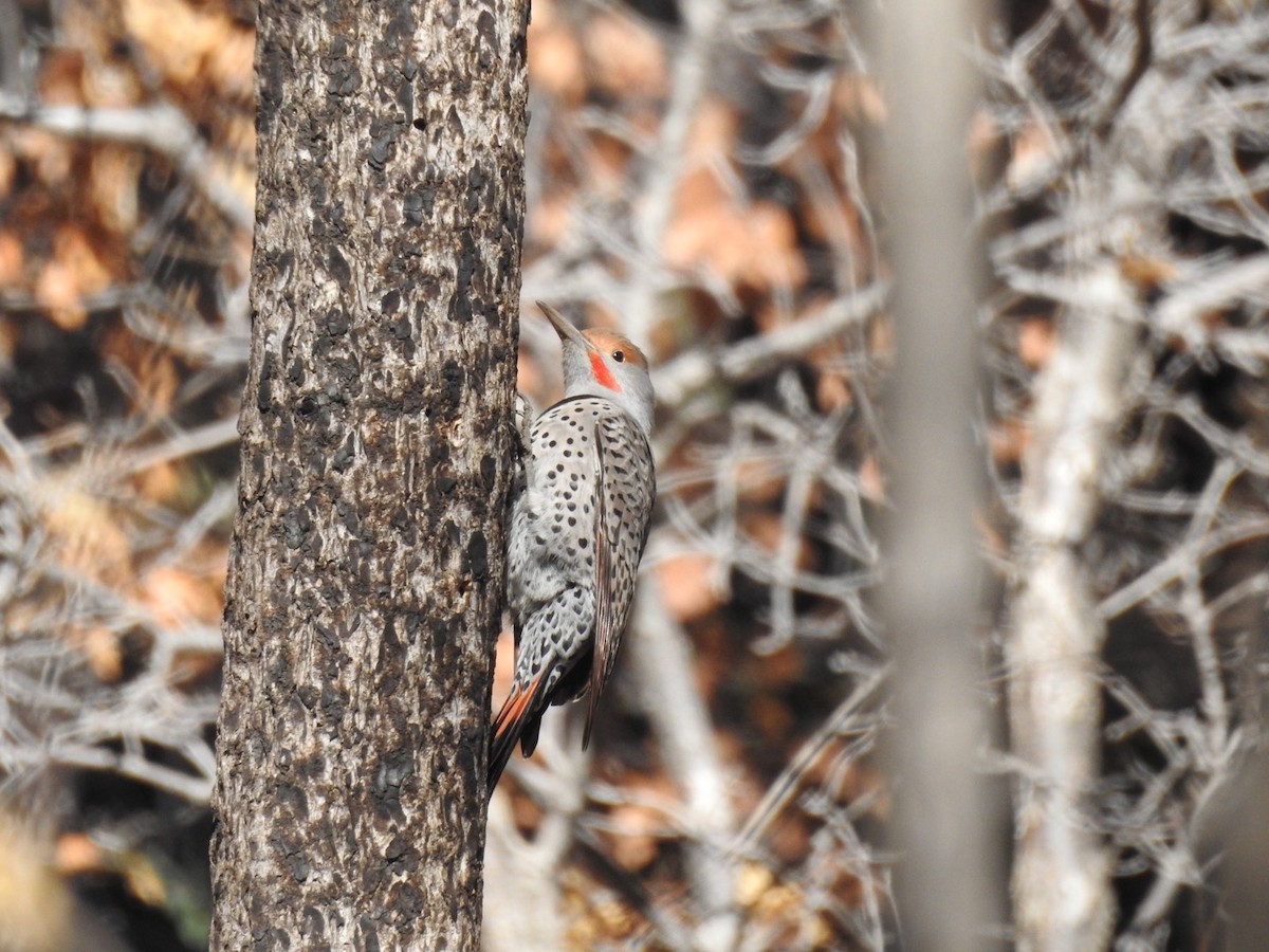 Northern Flicker (Red-shafted) - ML290031281