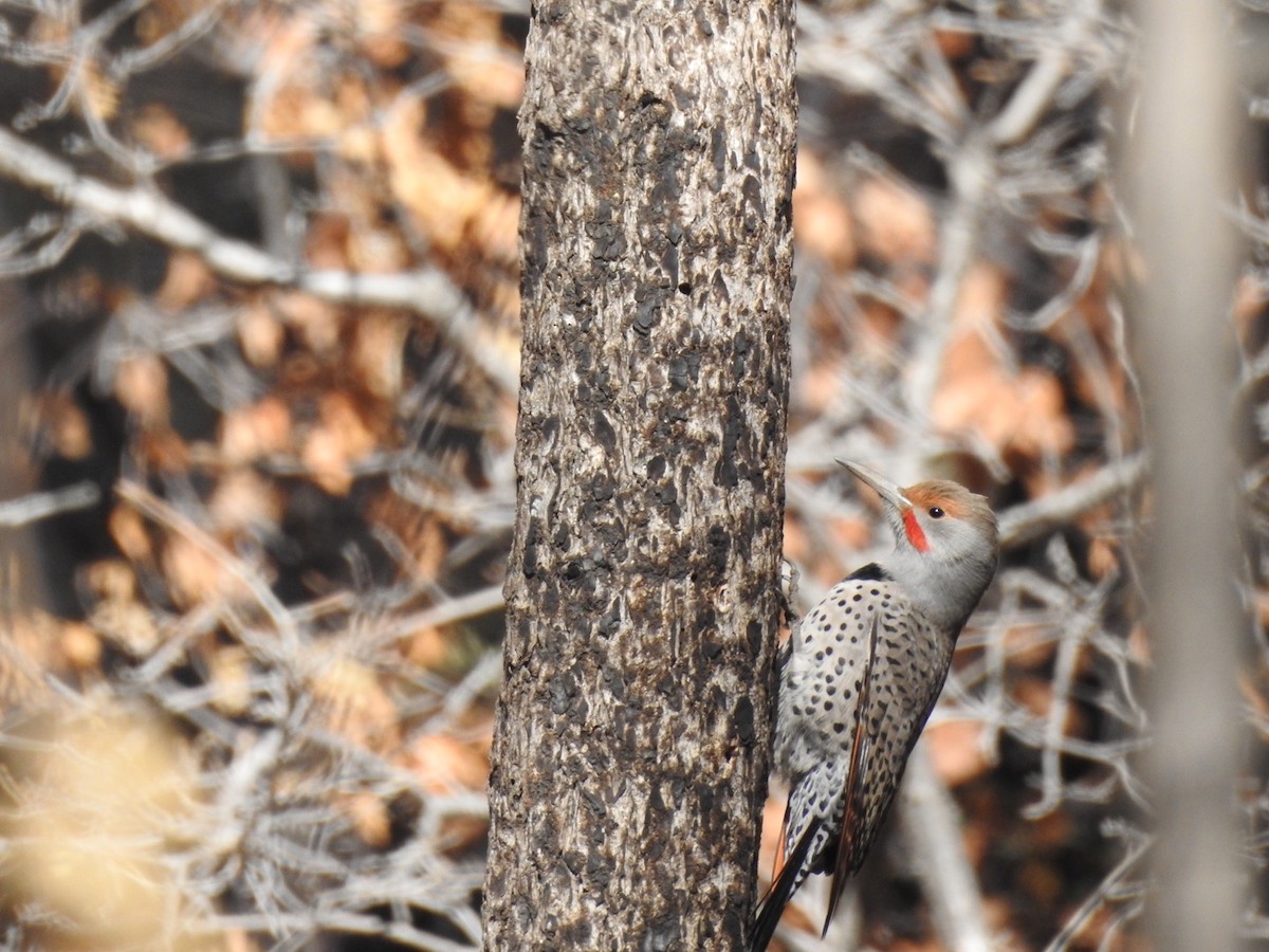 Northern Flicker (Red-shafted) - ML290031291