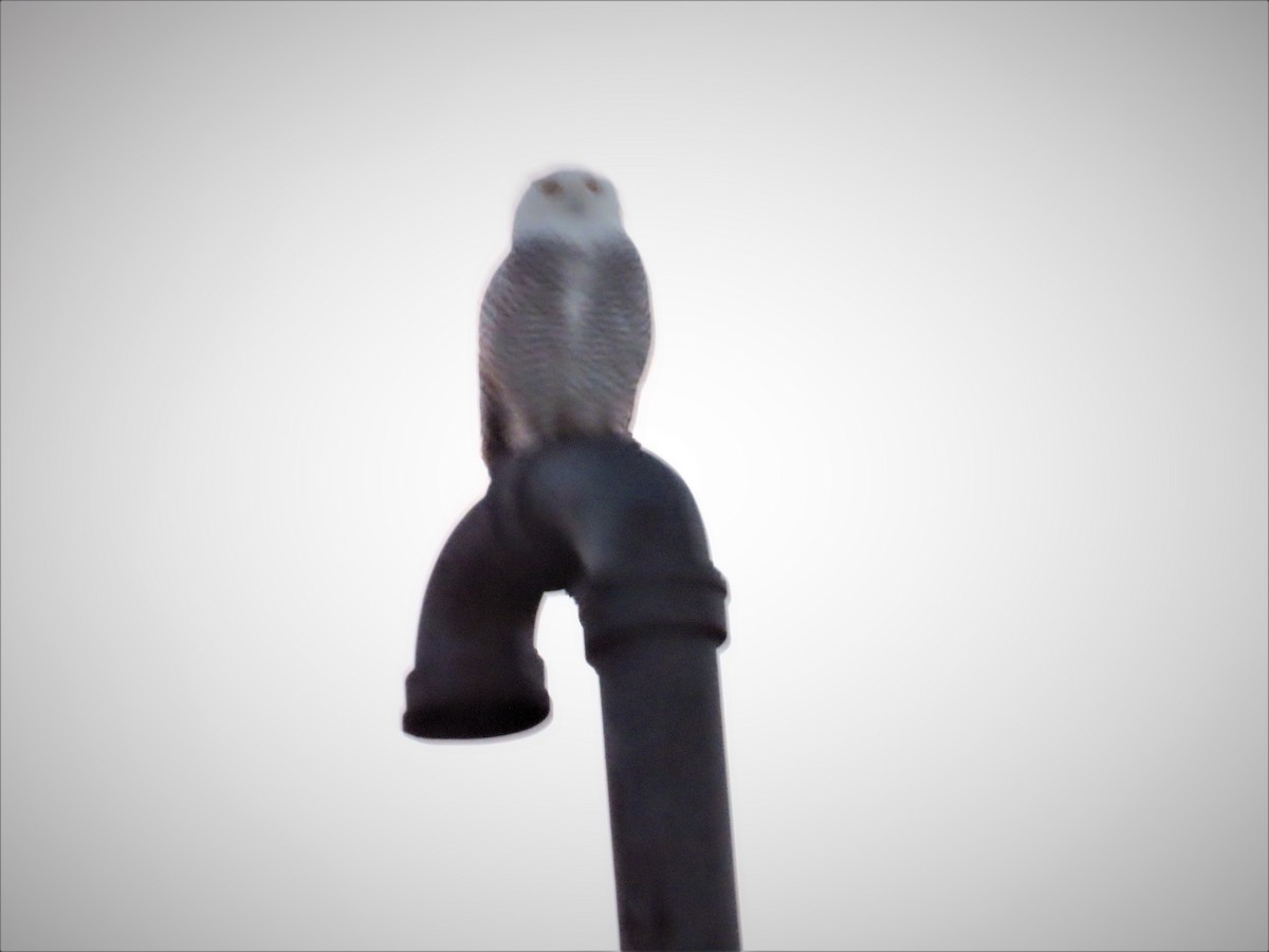 Snowy Owl - ML290032461