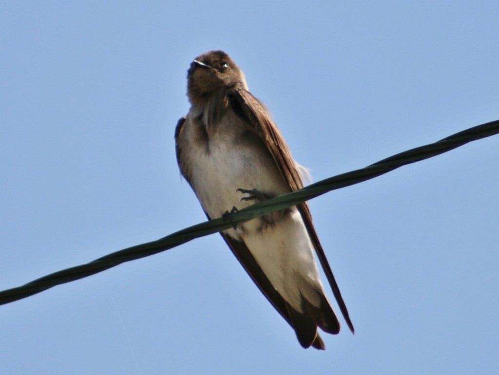 Northern Rough-winged Swallow (Northern) - Grace St. Laurent