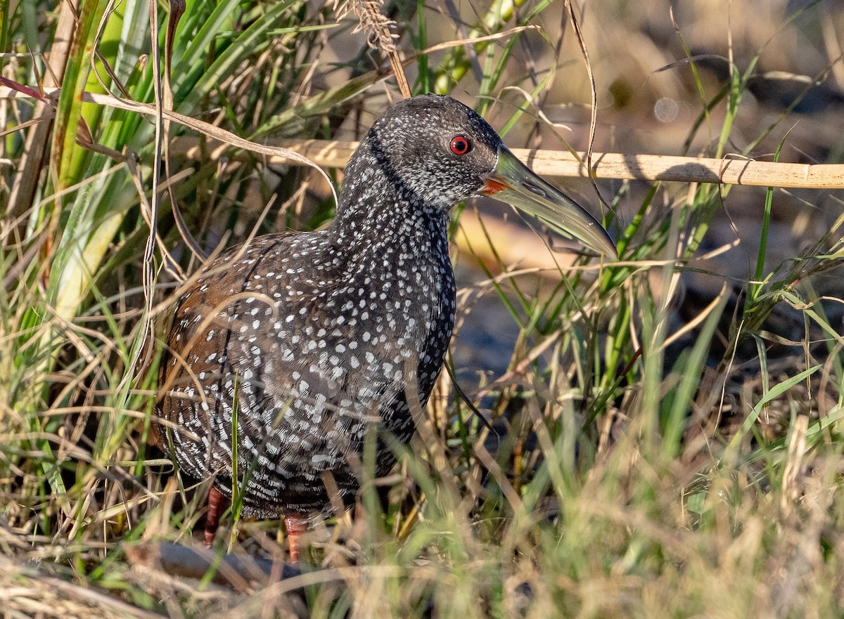 Spotted Rail - ML290048281