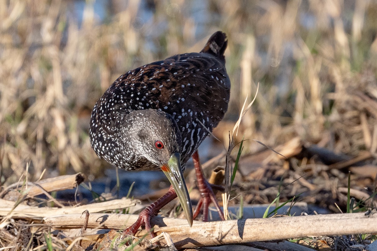 Spotted Rail - ML290048311