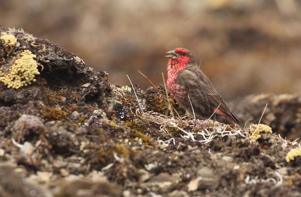 Red-fronted Rosefinch - ML290048891