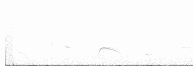 White-crested Elaenia - ML290053311