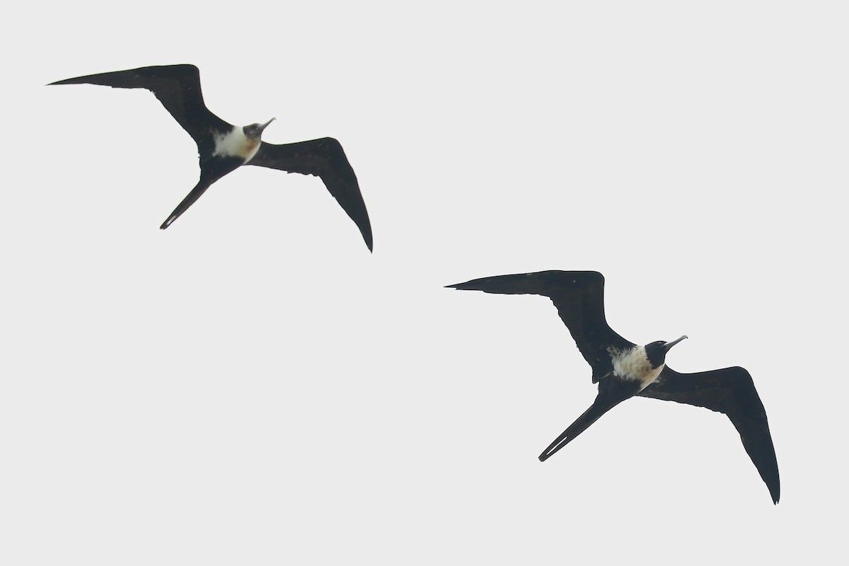 Lesser Frigatebird - ML290060521