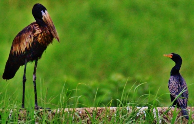 Long-tailed Cormorant - David Ngwenyama