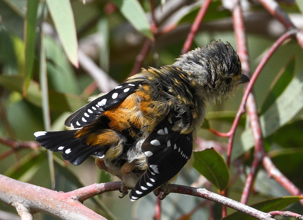 Spotted Pardalote - ML290064251