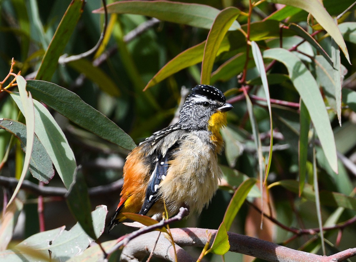 Spotted Pardalote - ML290064271