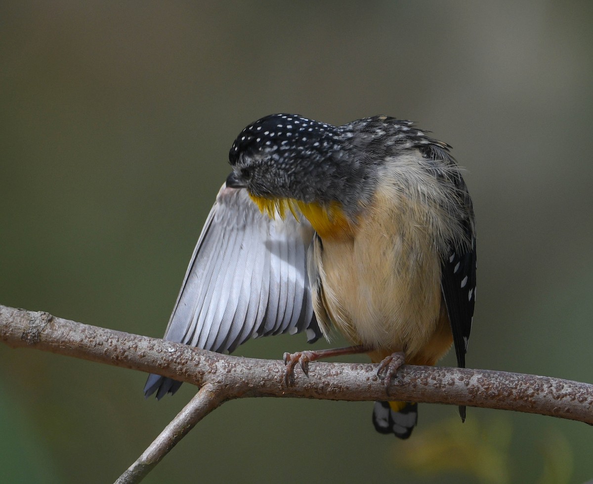 Spotted Pardalote - ML290064331
