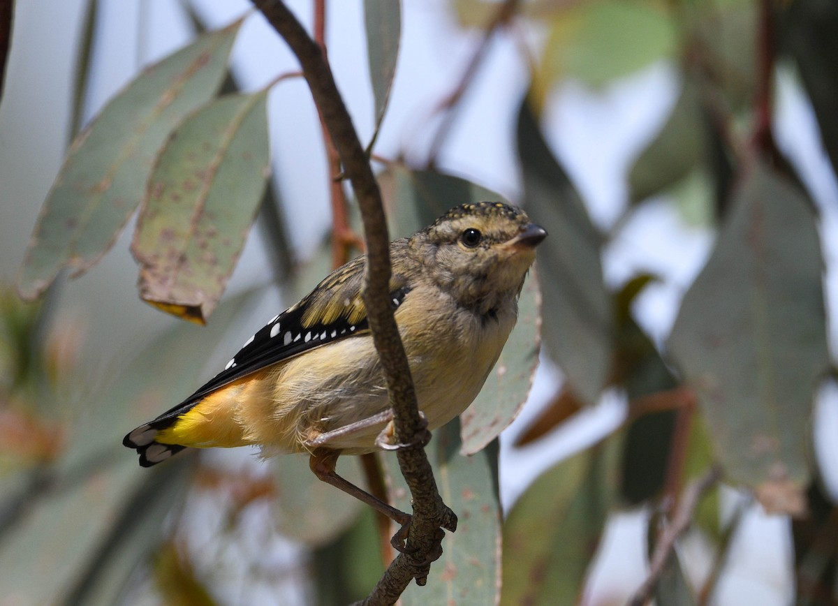 Spotted Pardalote - ML290064351