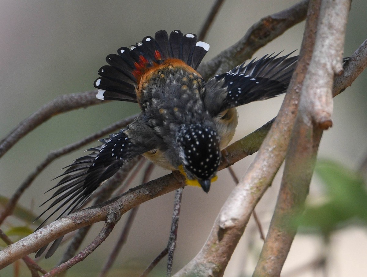 Spotted Pardalote - ML290064391