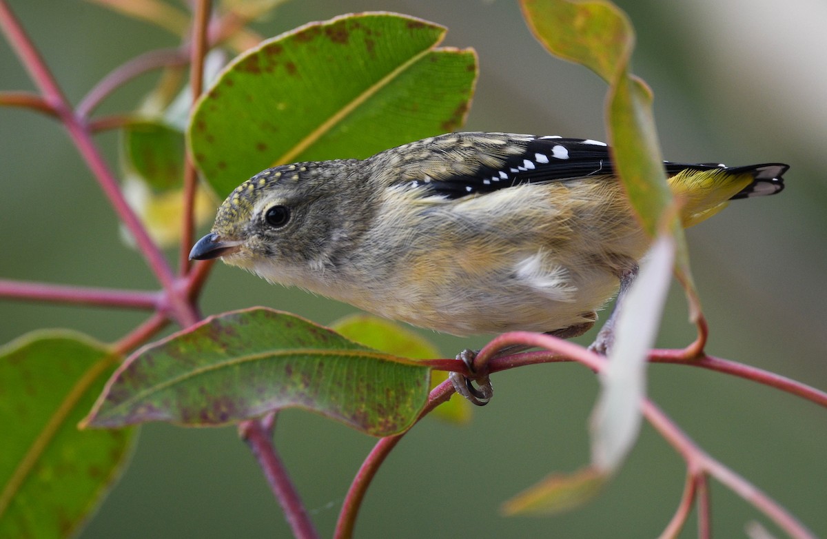 Spotted Pardalote - ML290064751