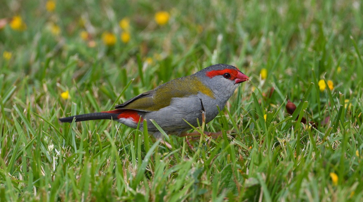 Red-browed Firetail - ML290064891