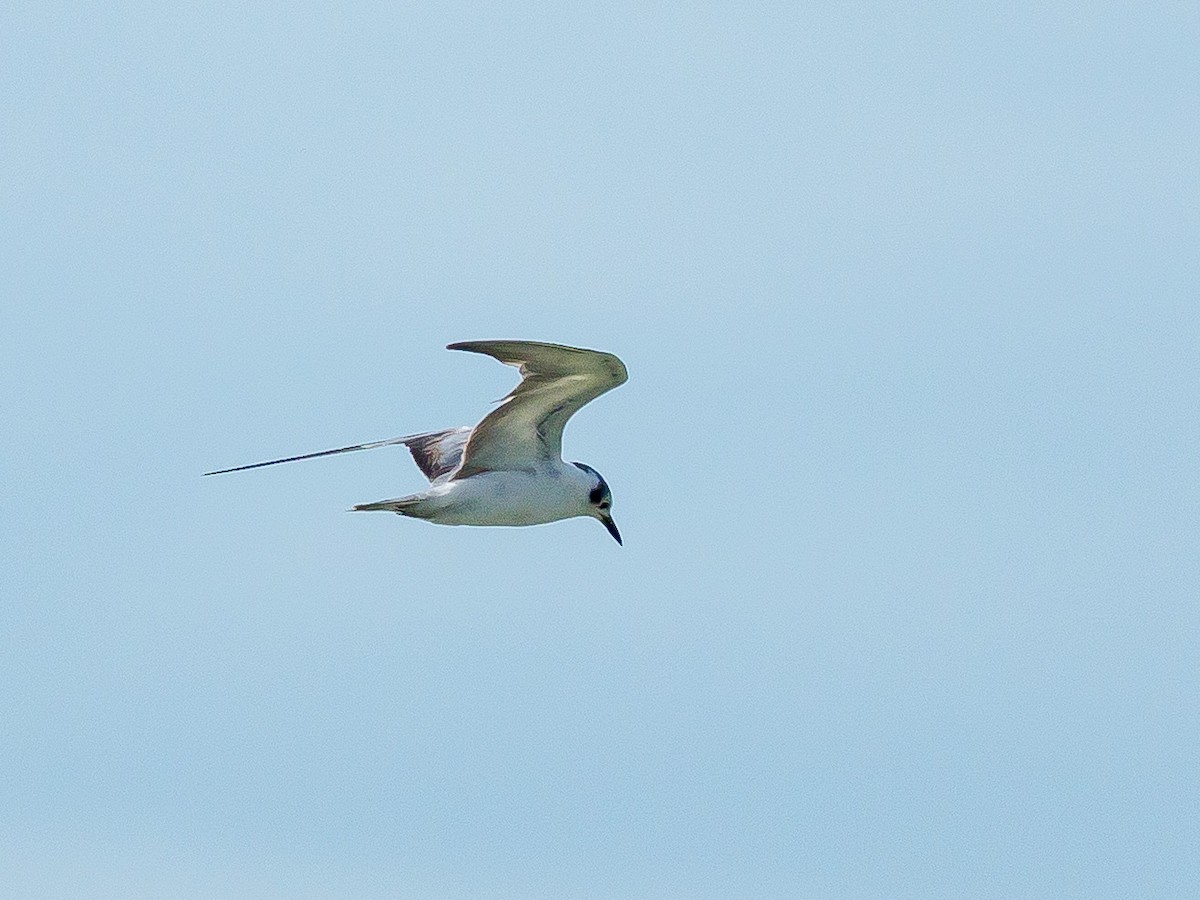 White-winged Tern - ML290068711