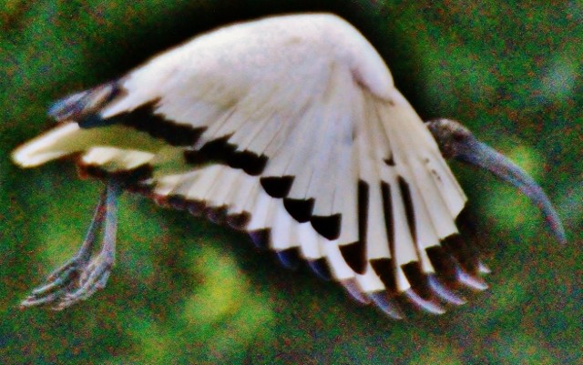 ibis posvátný - ML29007191