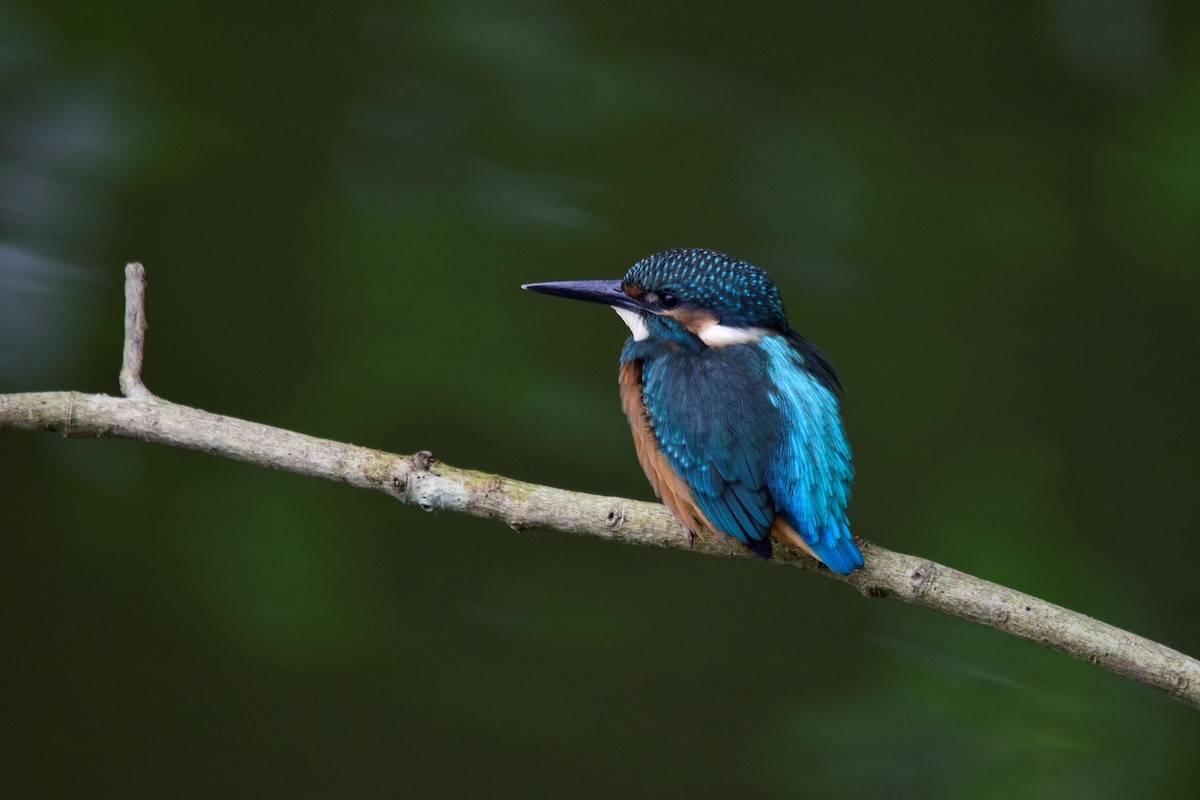 Common Kingfisher - Isolith Huang