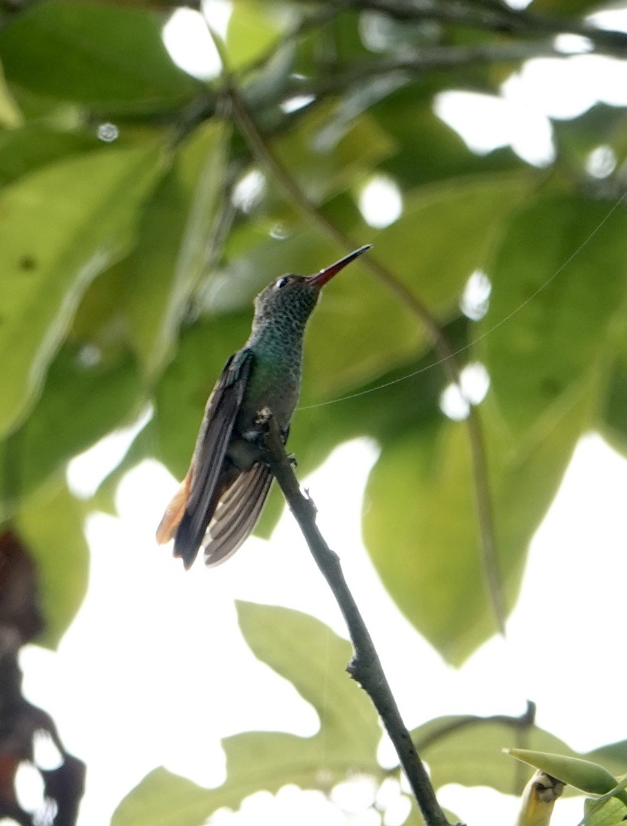 Rufous-tailed Hummingbird (Rufous-tailed) - Daniel Winzeler