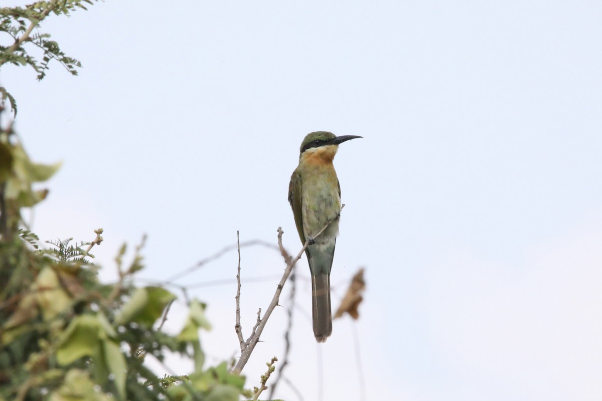 Blue-tailed Bee-eater - Nazes Afroz