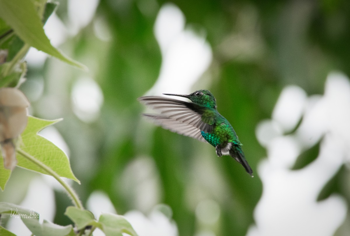Blue-tailed Emerald - ML290086481