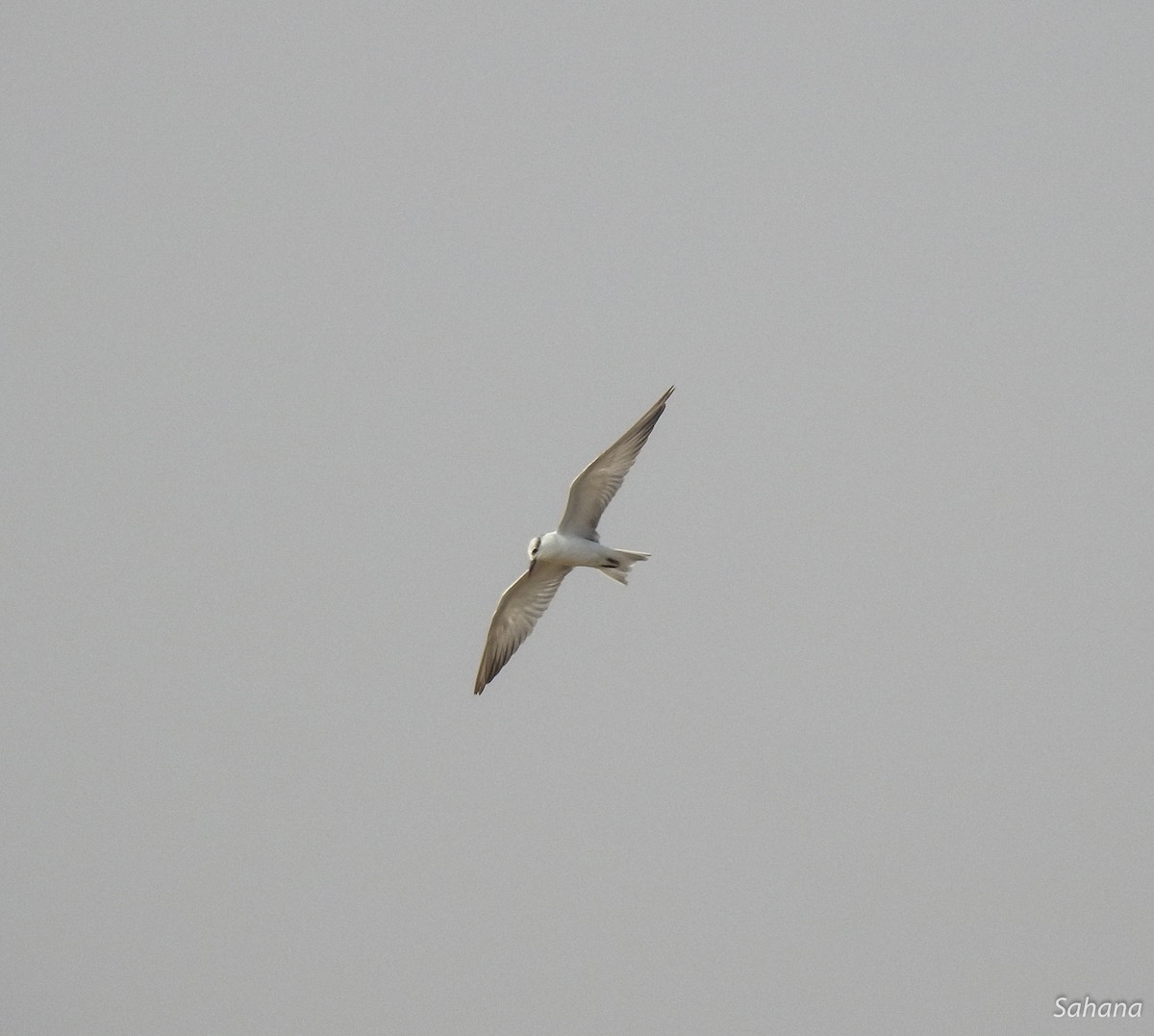 Gull-billed Tern - Sahana M
