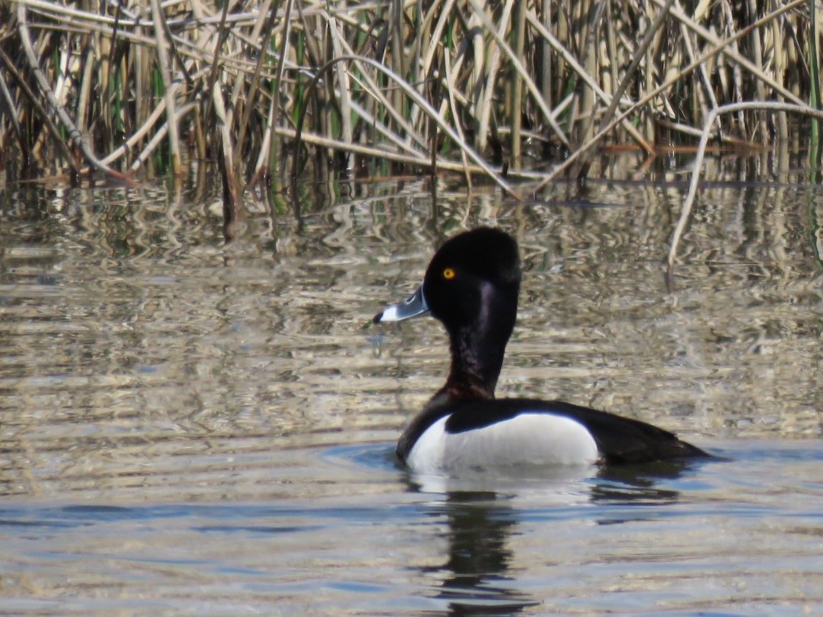 Ring-necked Duck - Mary Nordstrom