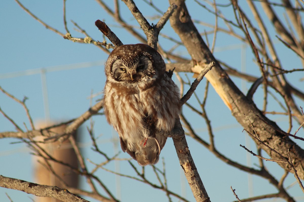 Boreal Owl - Jean-Pierre Barry