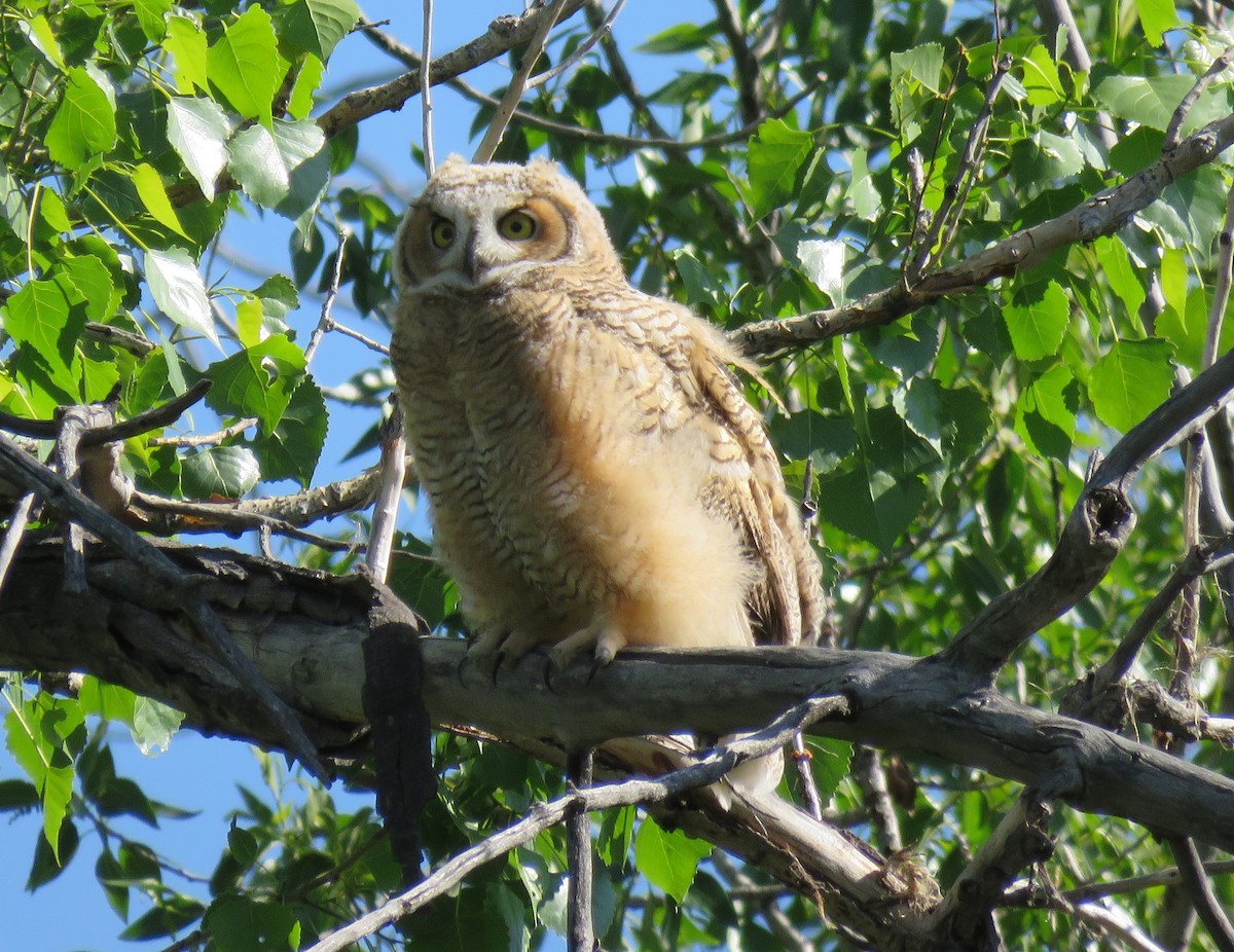Great Horned Owl - Jan Thom