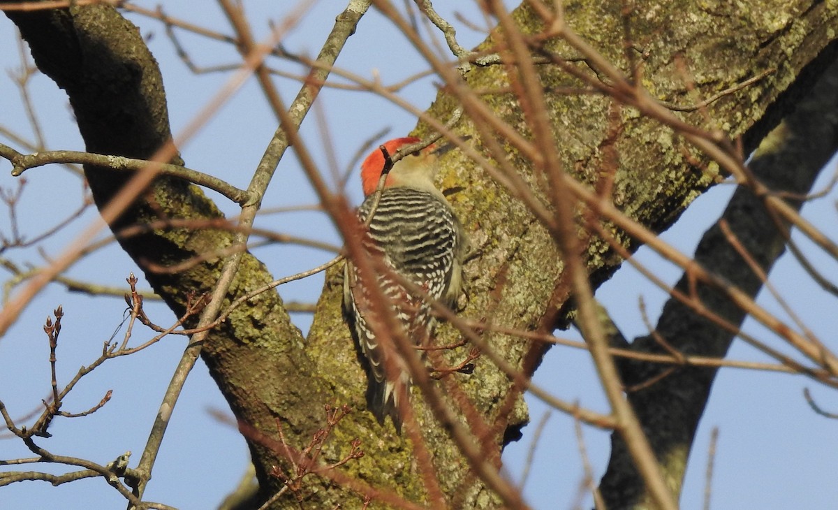 Red-bellied Woodpecker - ML290115791