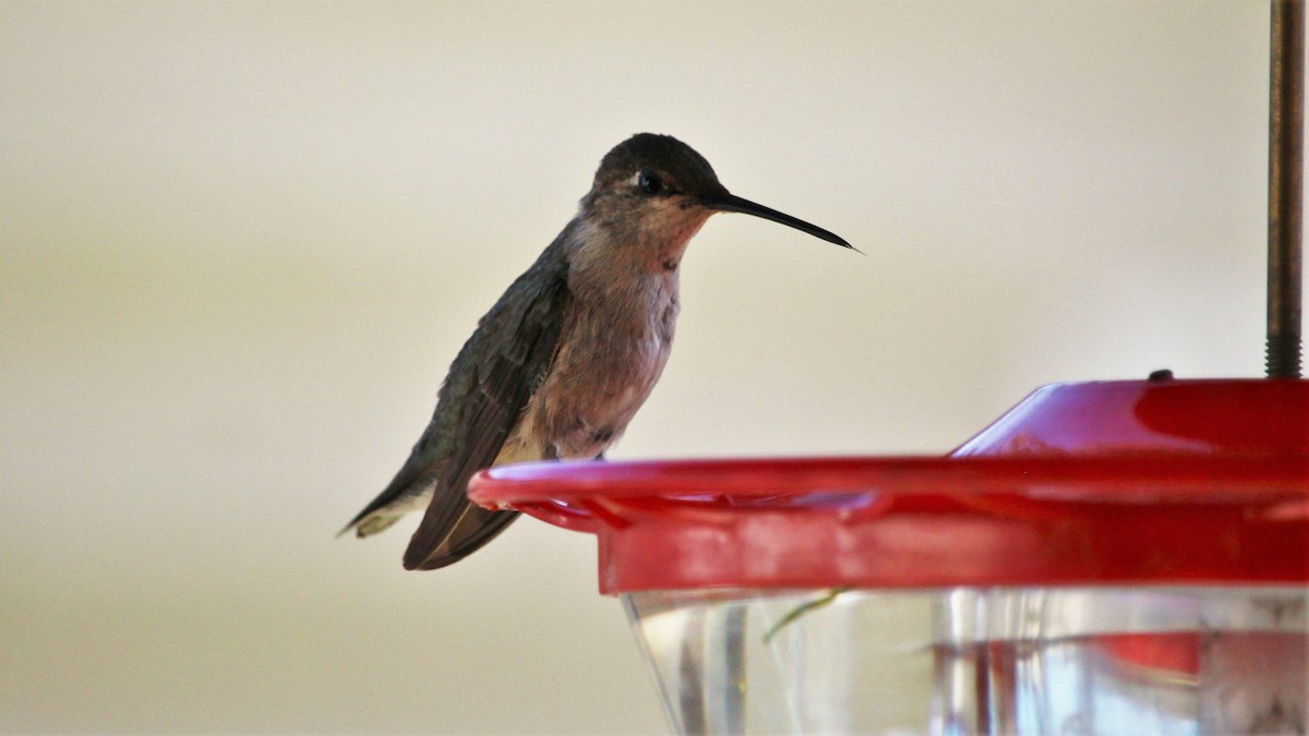 Ruby-throated Hummingbird - ML290116941